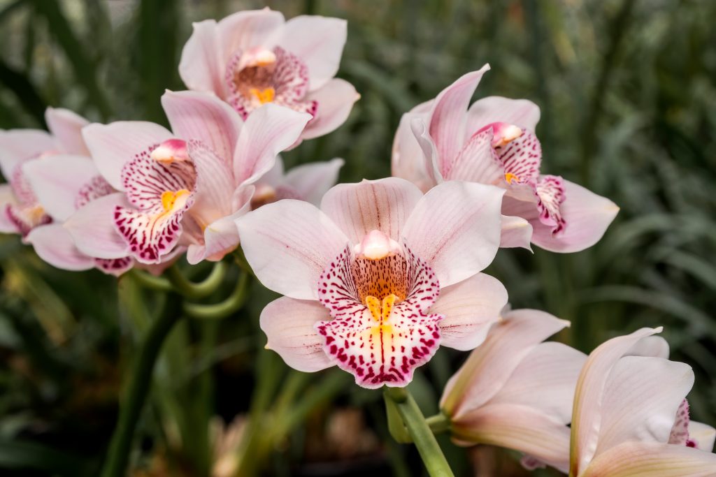 orquideas-cymbidium-rosa