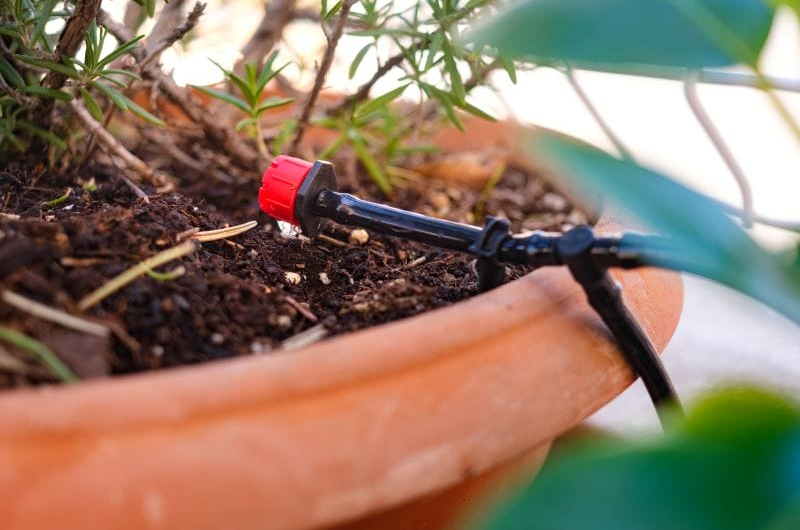 Aguar as plantas no verão - Sistema de rega gota-a-gota