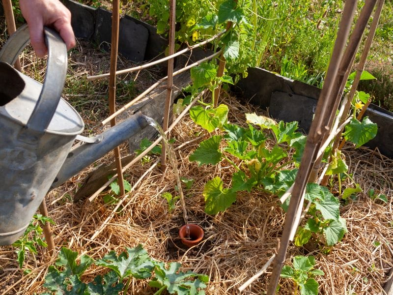 Aguar as plantas no verão - Sistema rega com oyas