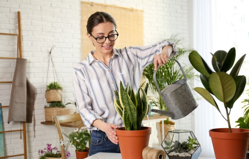 Aguar as plantas no verão