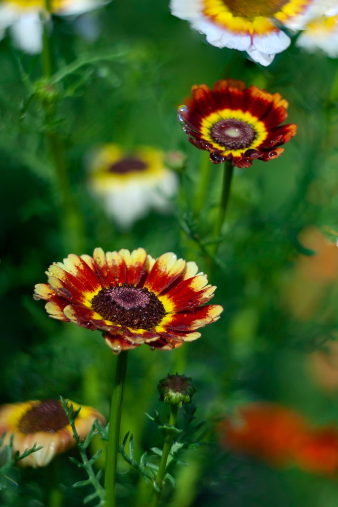 crisantemos-vermelhos-jardim