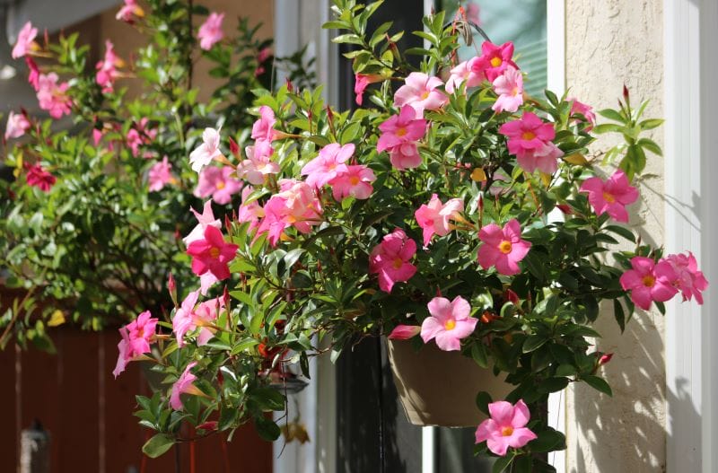 Flores para floreira de verão - Dipladénias