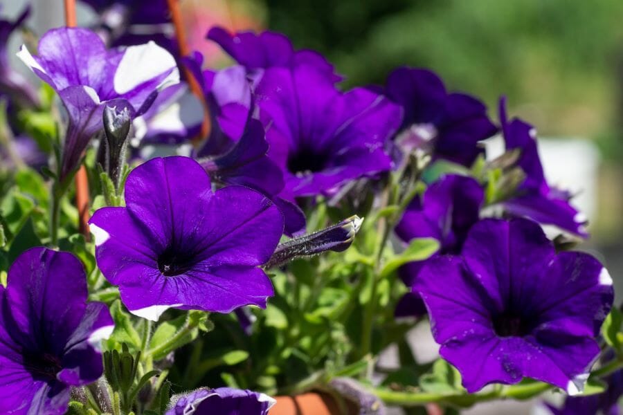 Flores de verão para varanda - Petúnia