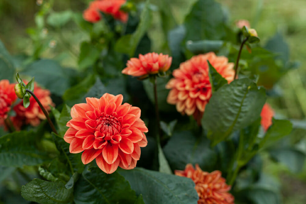 Flores de verão para varanda - Dália