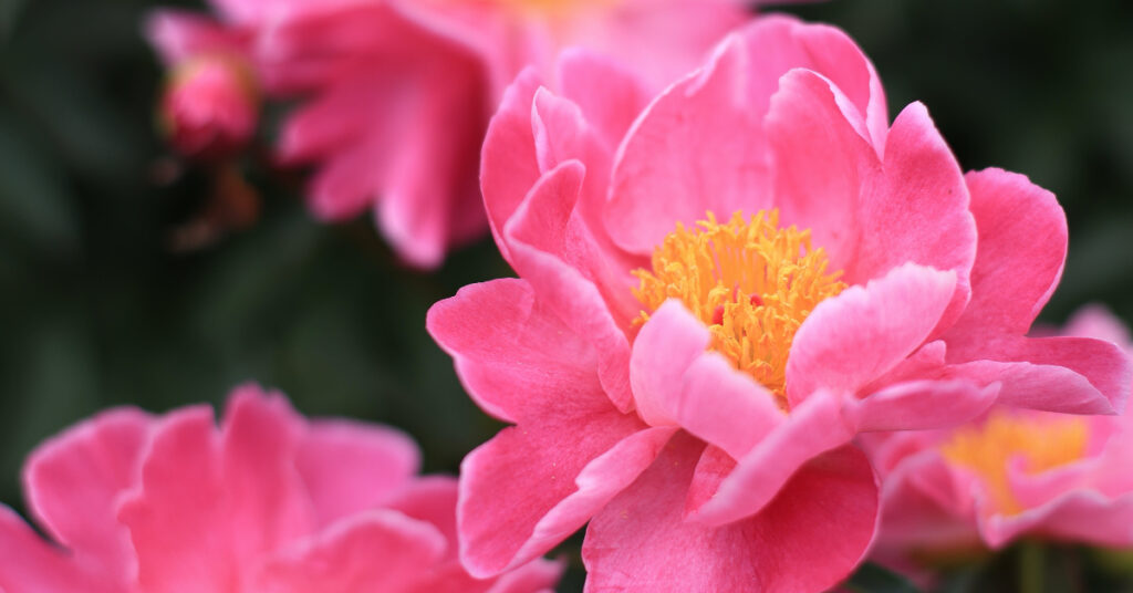 camelia-flores-cor-de-rosa