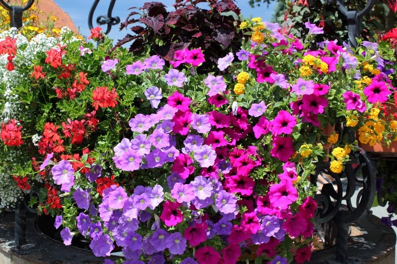 Flores para floreiras de verão - Petúnias