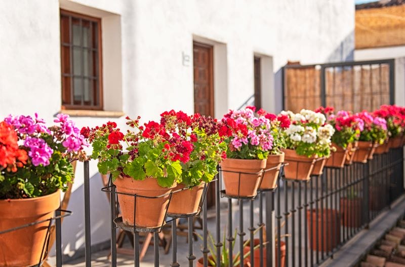 Flores para floreiras de verão - Pelargónios