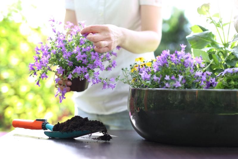 Flores para floreiras de verão - Campainhas