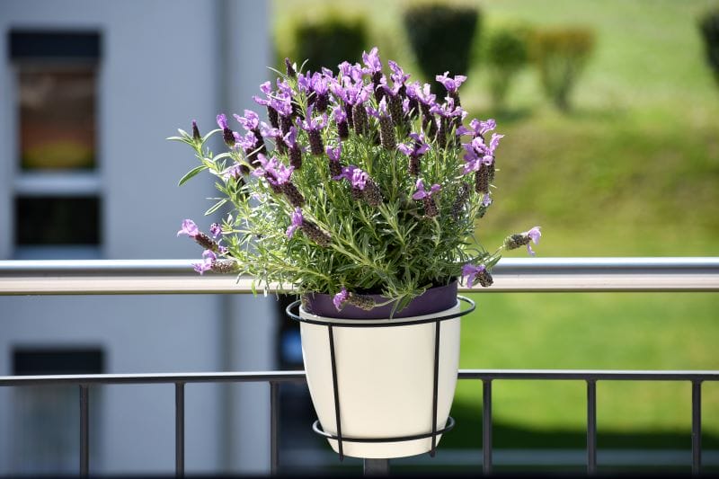 Flores para floreiras de verão - Lavanda