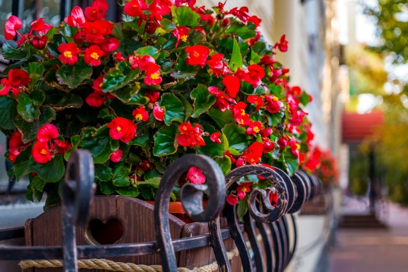 Flores para floreiras de verão - Begónias