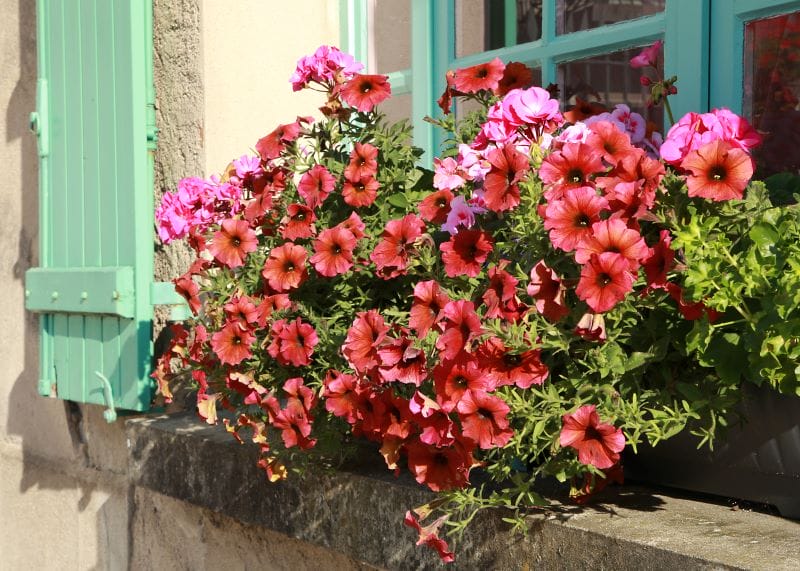 Flores para floreira de verão - Petúnias