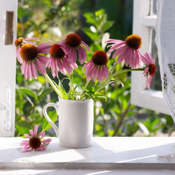 Flores de verão resistentes ao sol - Equinácea