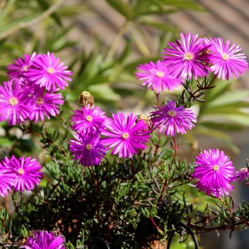 Flores de verão resistentes ao sol - Ficóide