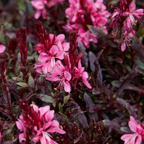 Flores de verão resistentes ao sol - Gaura