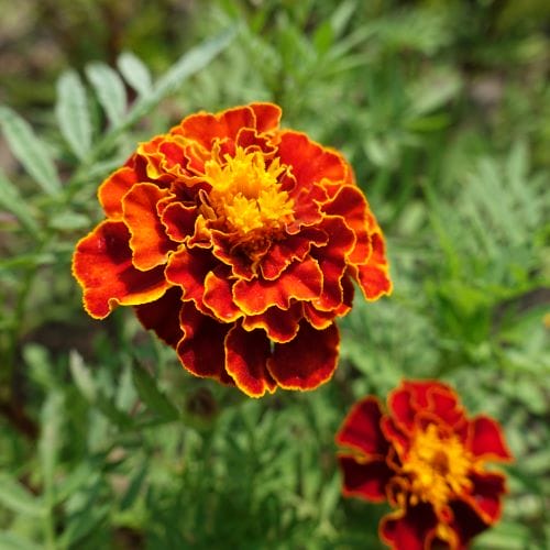 Flores de verão resistentes ao sol - Cravos-da-índia