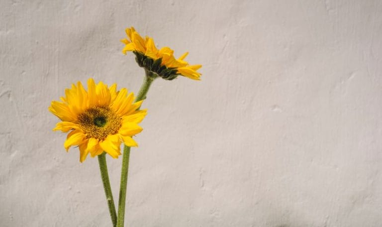 Flores de verão resistentes ao sol - Girassóis