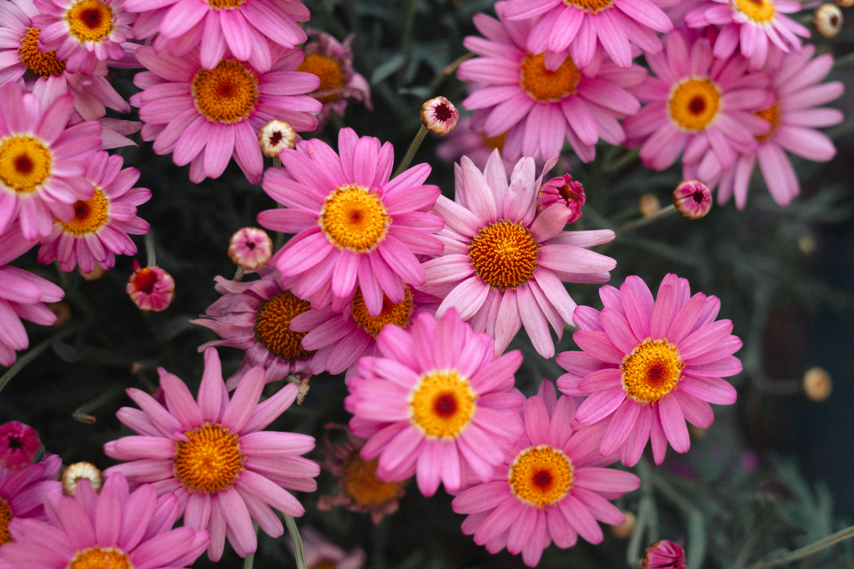 Gerberas ou malmequeres