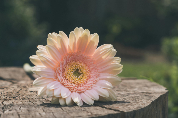 Gerberas ou malmequeres - Gerbera