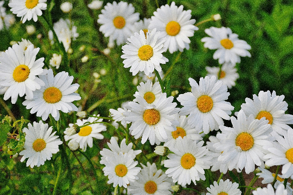 Gerberas ou malmequeres - Malmequeres brancos