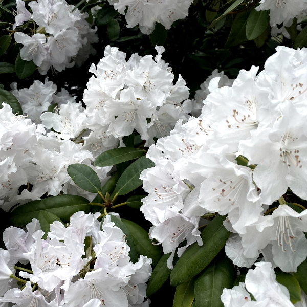 Floração das azáleas