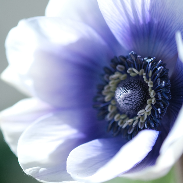 Anémona, a Flor do Vento