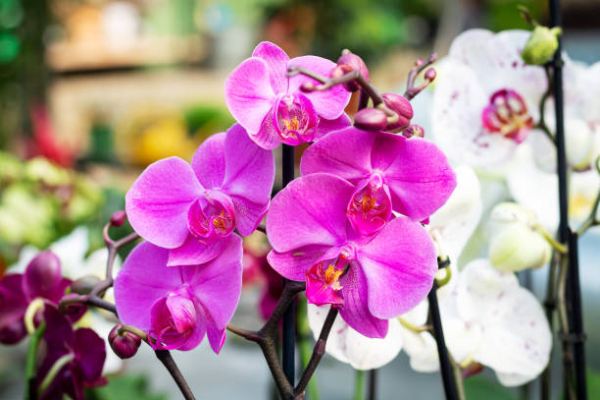 Orquídea cor-de-rosa