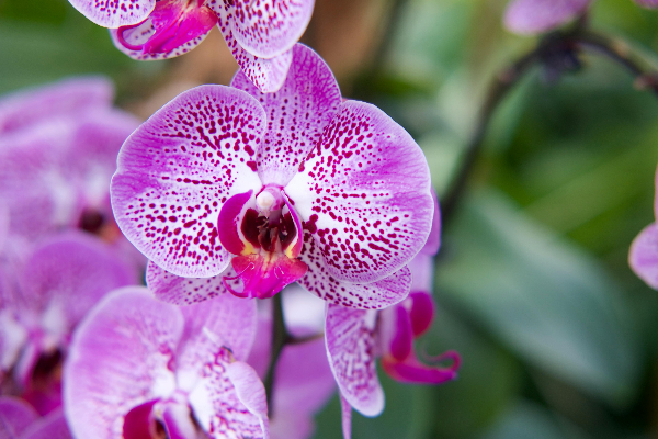 Orquídeas cor-de-rosa