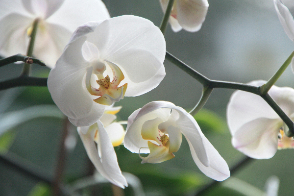 Orquídeas brancas