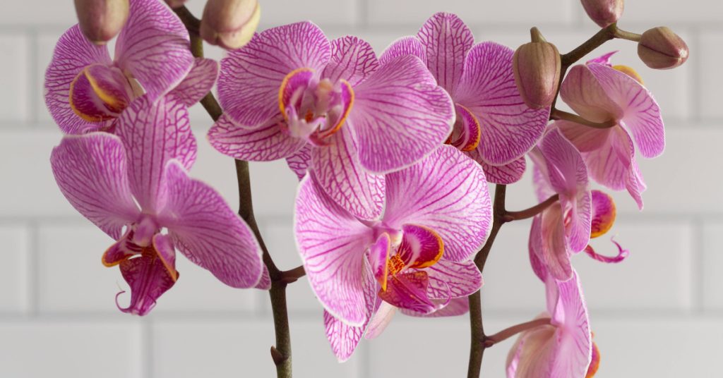 Orquídea cor-de-rosa