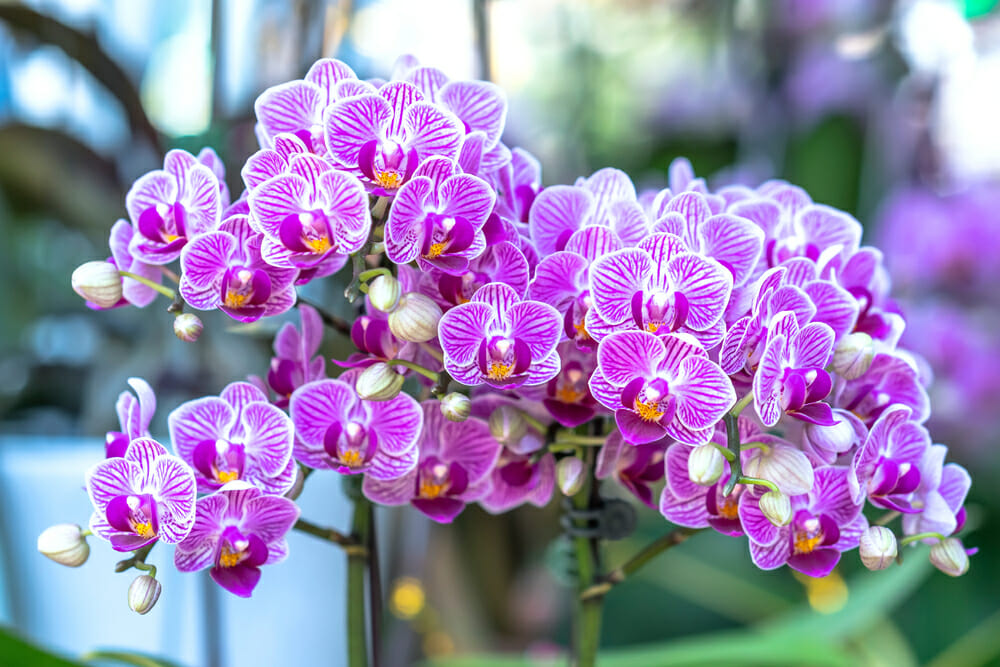 orquidea-borboleta-roxa