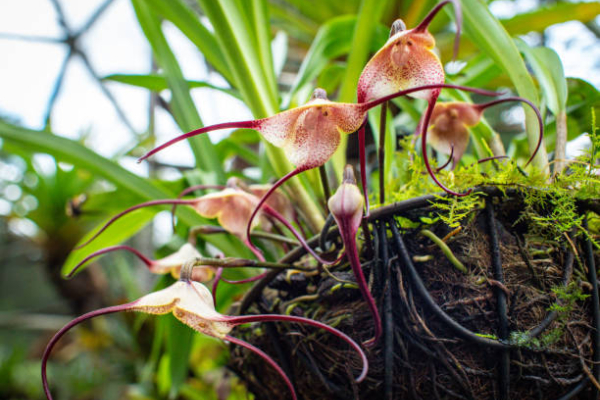 Orquídeas «macaco» ou Dracula simia