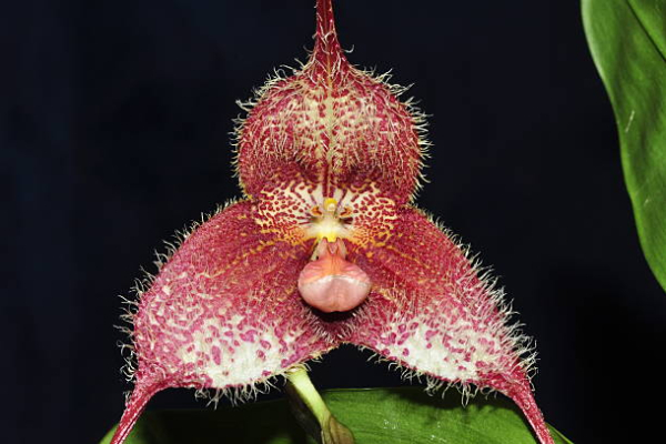 Orquídea «macaco» ou Dracula simia