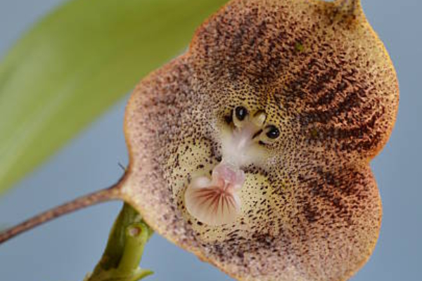 Orquídea «macaco» ou Dracula simia