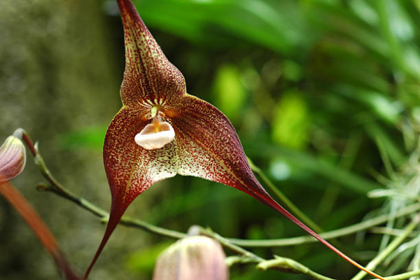 Orquídea «macaco» ou Dracula simia