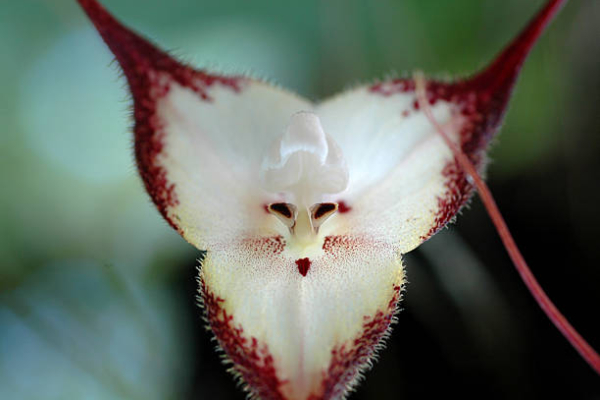 Orquídea «macaco» ou Dracula simia