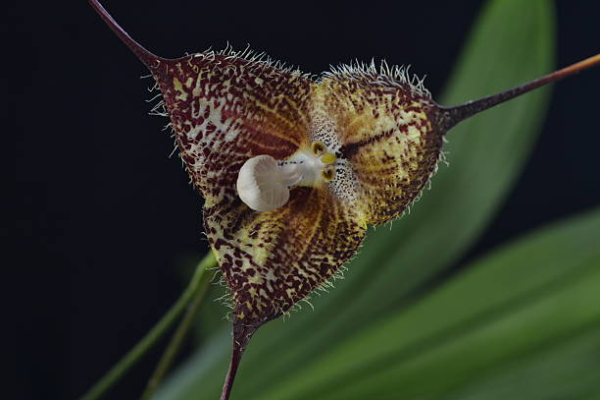 Orquídea «macaco» ou Dracula simia