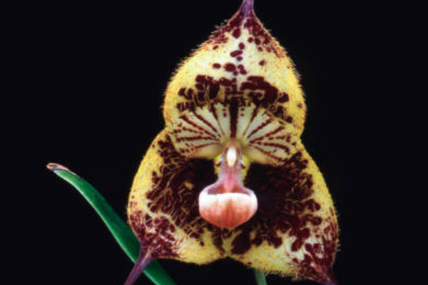 Orquídea «macaco» ou Dracula simia