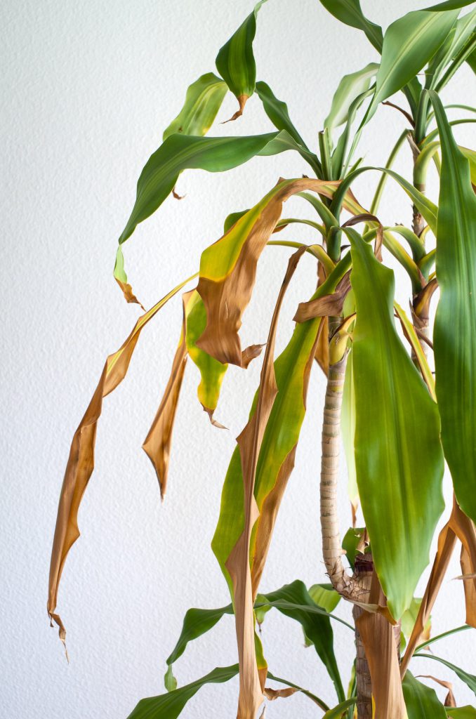 Plantas verdes com pontas das folhas castanhas