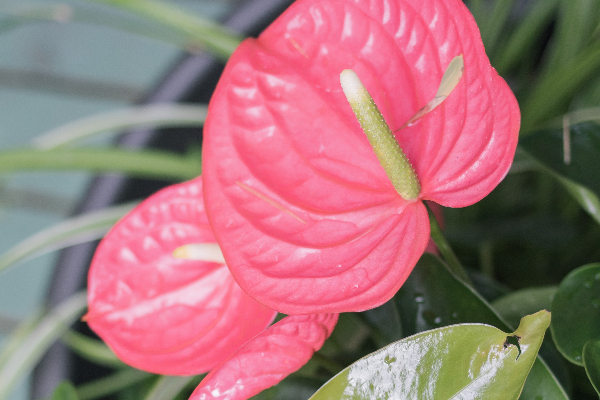 Plantas para jardins pequenos - Antúrios