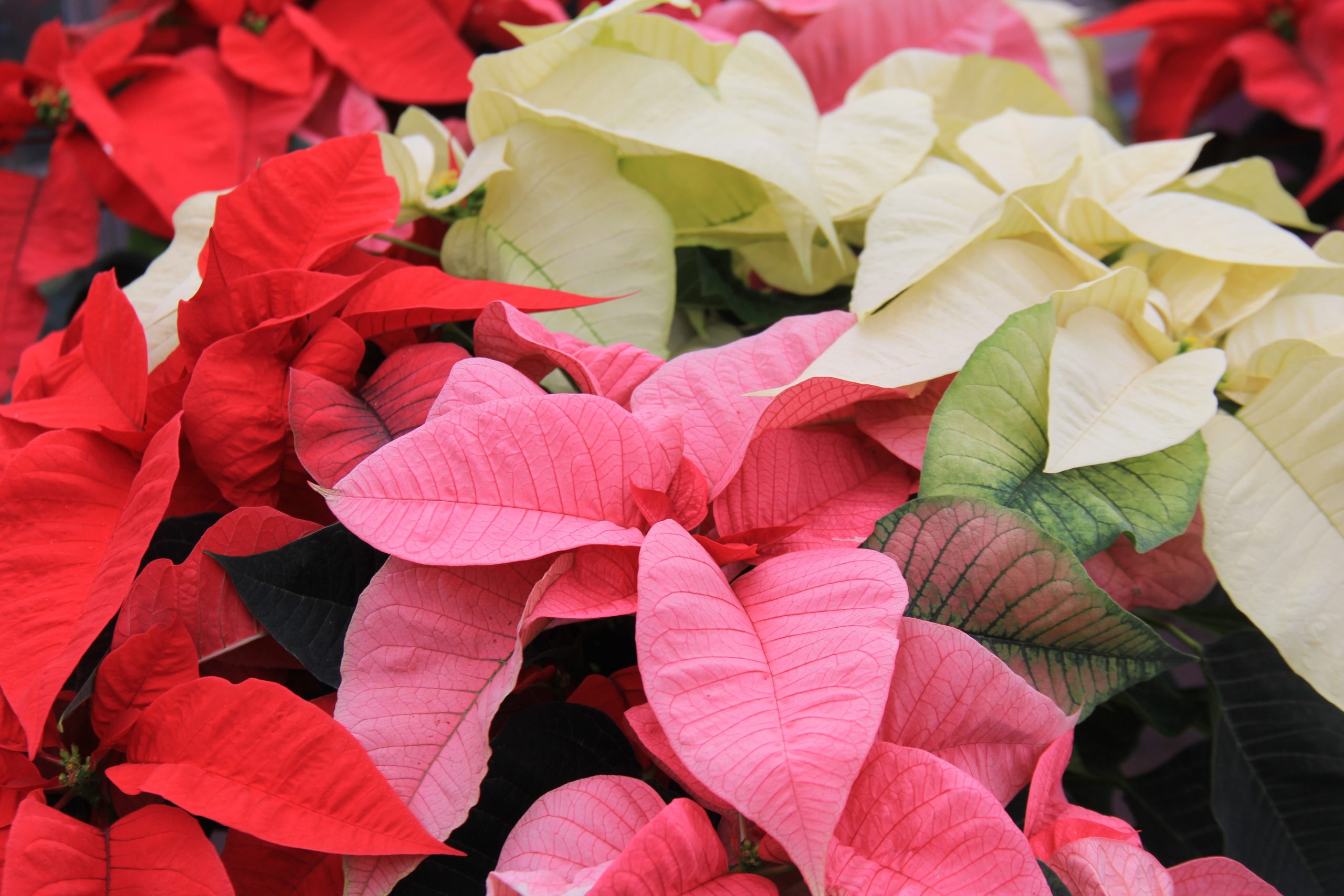 poinsettia-multicor