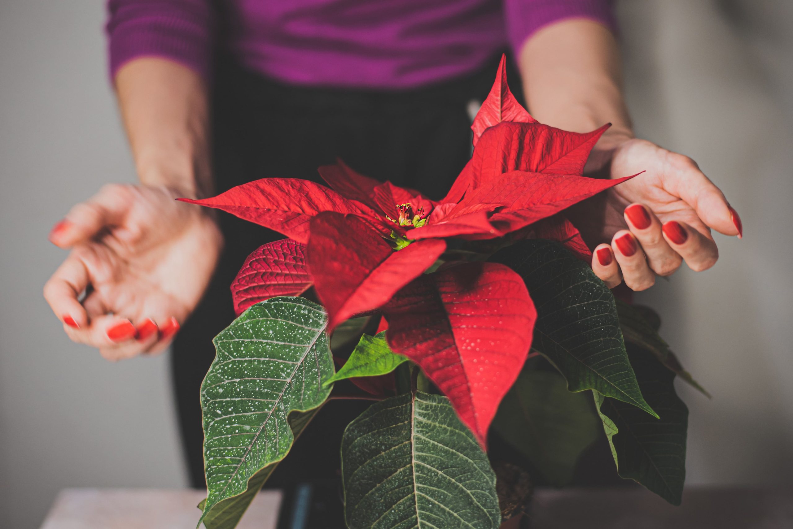 poinsettia-vermelha-cuidados