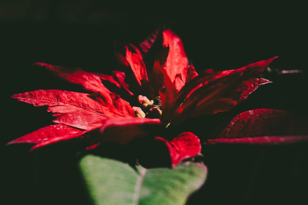 poinsettia-vermelha-no-escuro