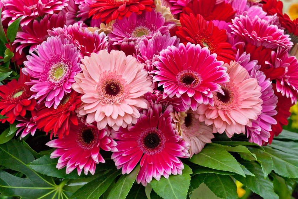 Que flores combinar com as gerberas - Gerberas