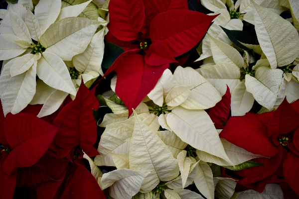 Regar a Flor de Natal