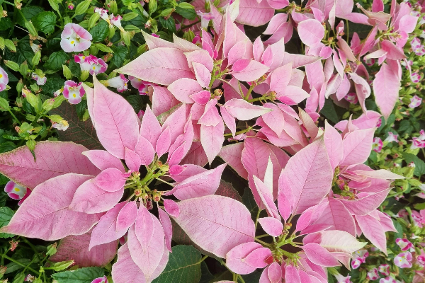 Regar a Flor de Natal