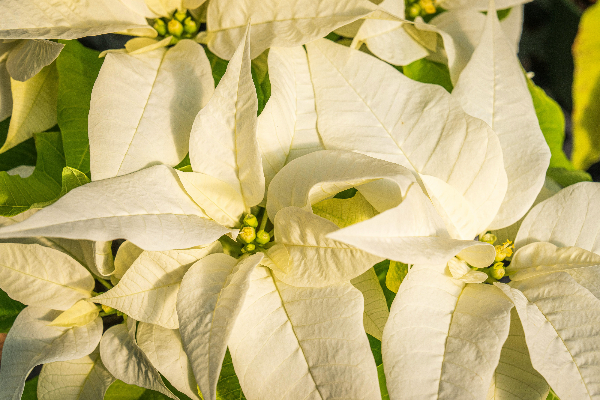 Regar a Flor de Natal