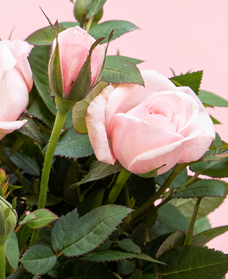 Rosa: Guia completo sobre a flor e seu simbolismo - Interflora