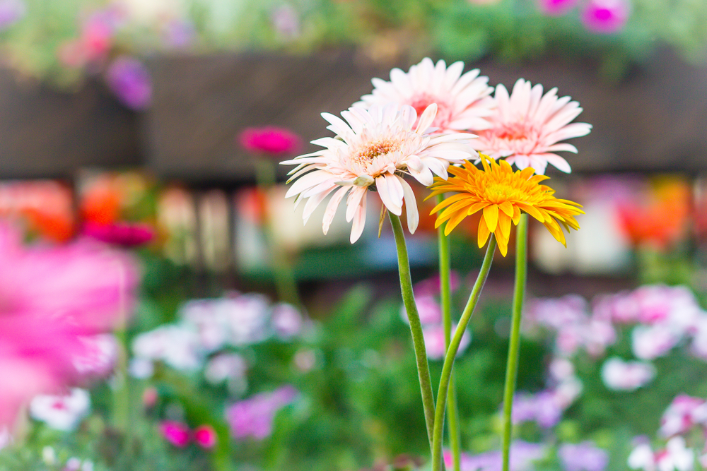 Tudo sobre a gerbera jamesonii