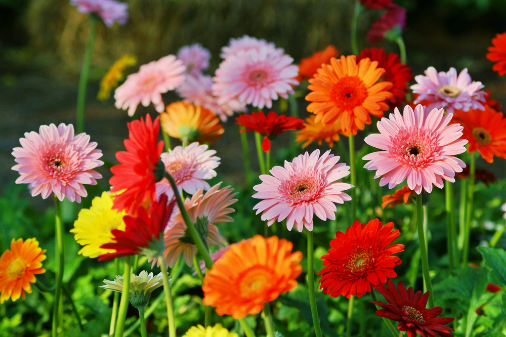 Tudo sobre a gerbera jamesonii