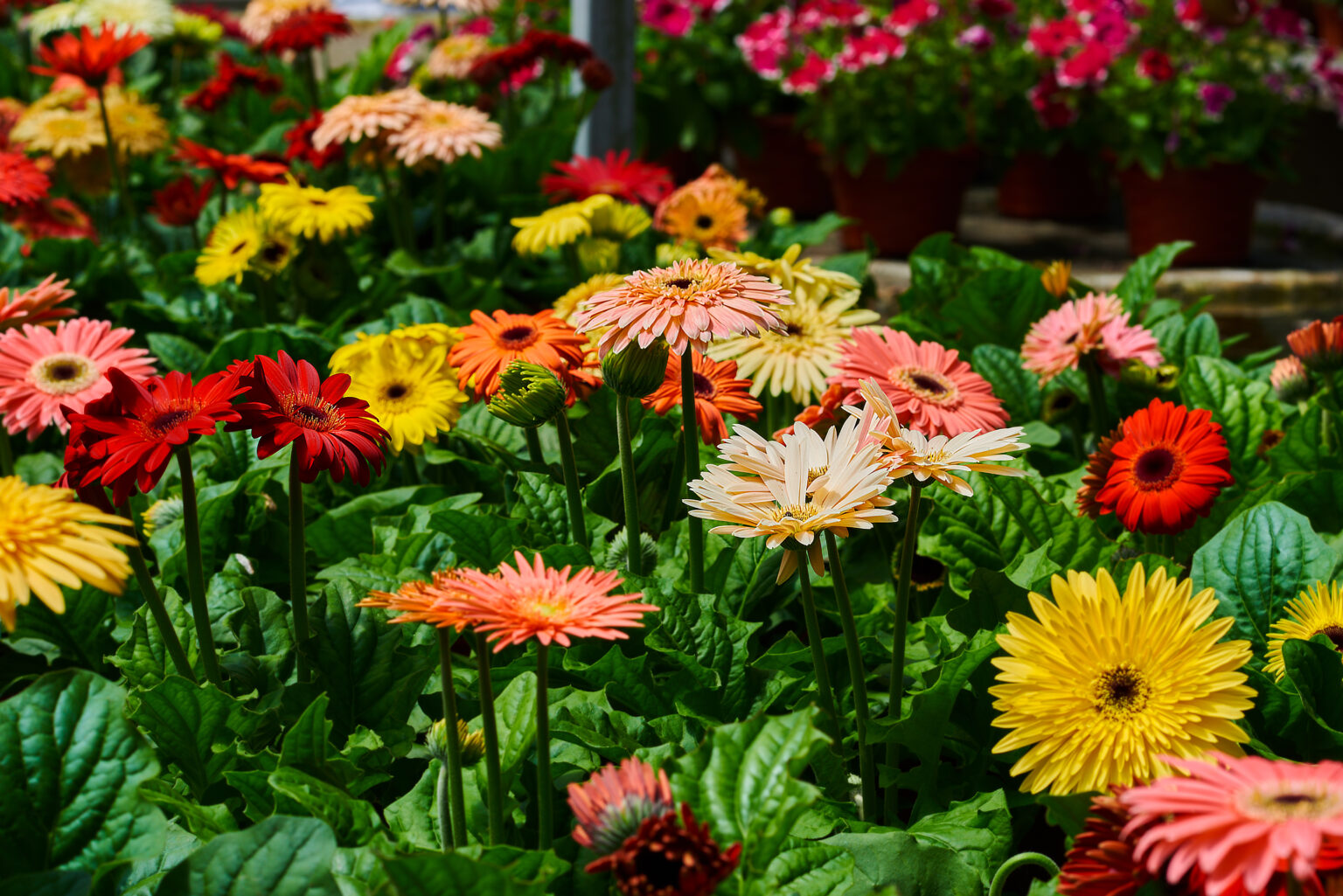 Tudo sobre a gerbera jamesonii